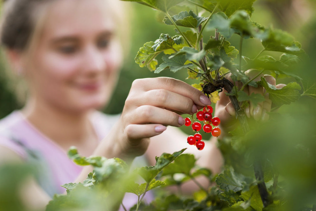 Can Berberine Help with Weight Loss? Is Berberine “Nature’s Ozempic?”