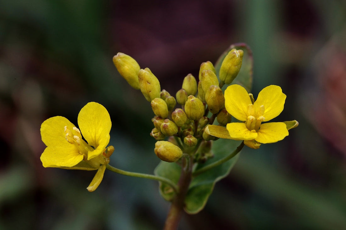 Daily Tribulus for Men: Enhance Energy, Muscle Support, and Overall Wellness