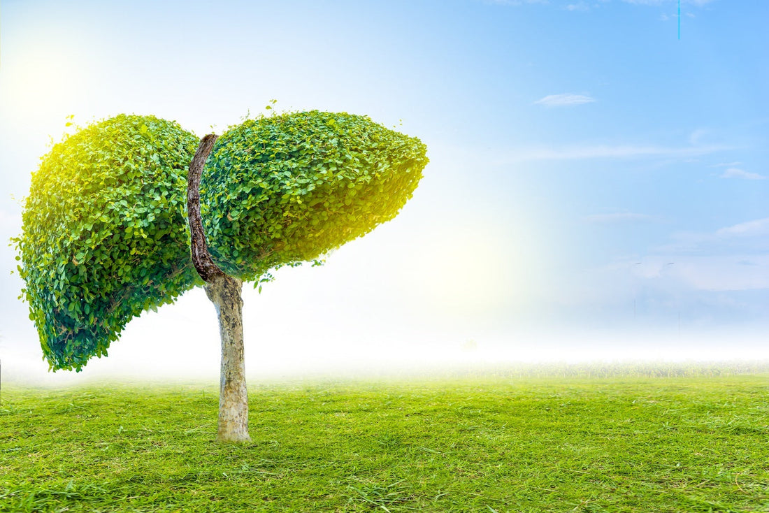 How a Healthy Liver Supports Digestion, Detox, and Energy Production Every Day
