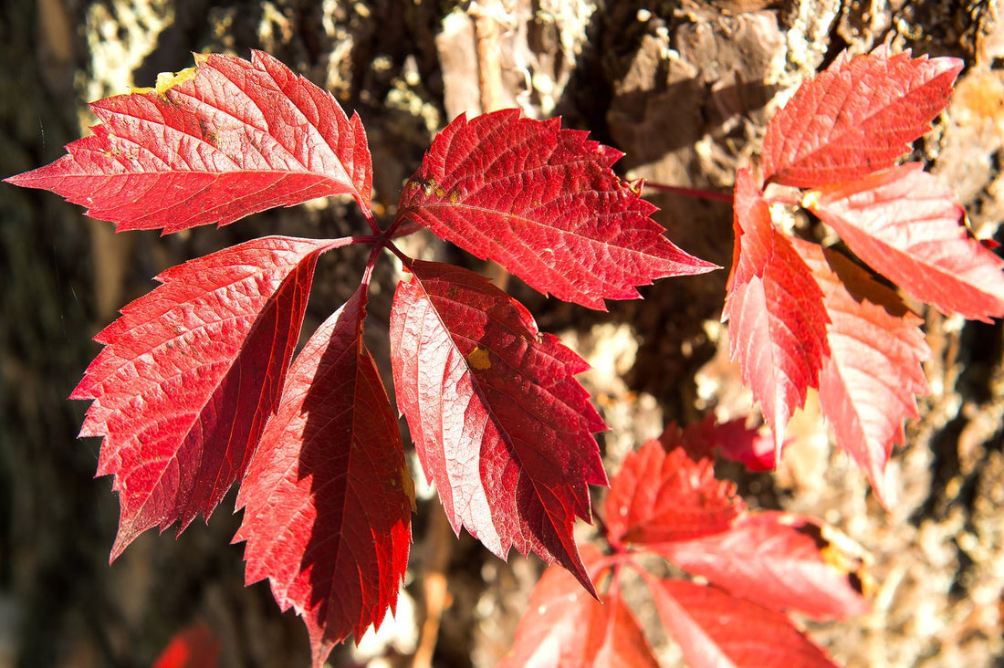Red Vine Leaf Antioxidants: Protect Your Veins and Overall Wellness Naturally
