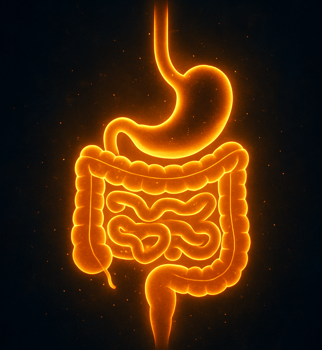 Gut Makeover 2025: Must-Try Foods & Supplements for Life-Changing Digestion