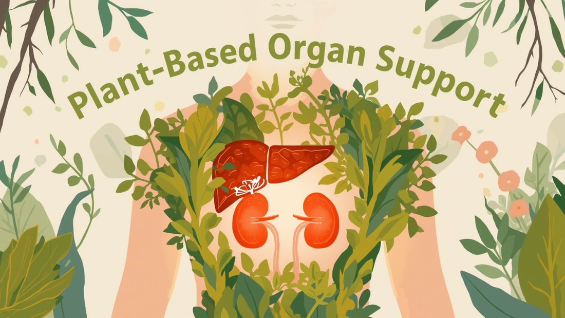 Quiet Detox: How Plant-Based Organ Support for Liver & Kidney Health Fits into Your Everyday Life