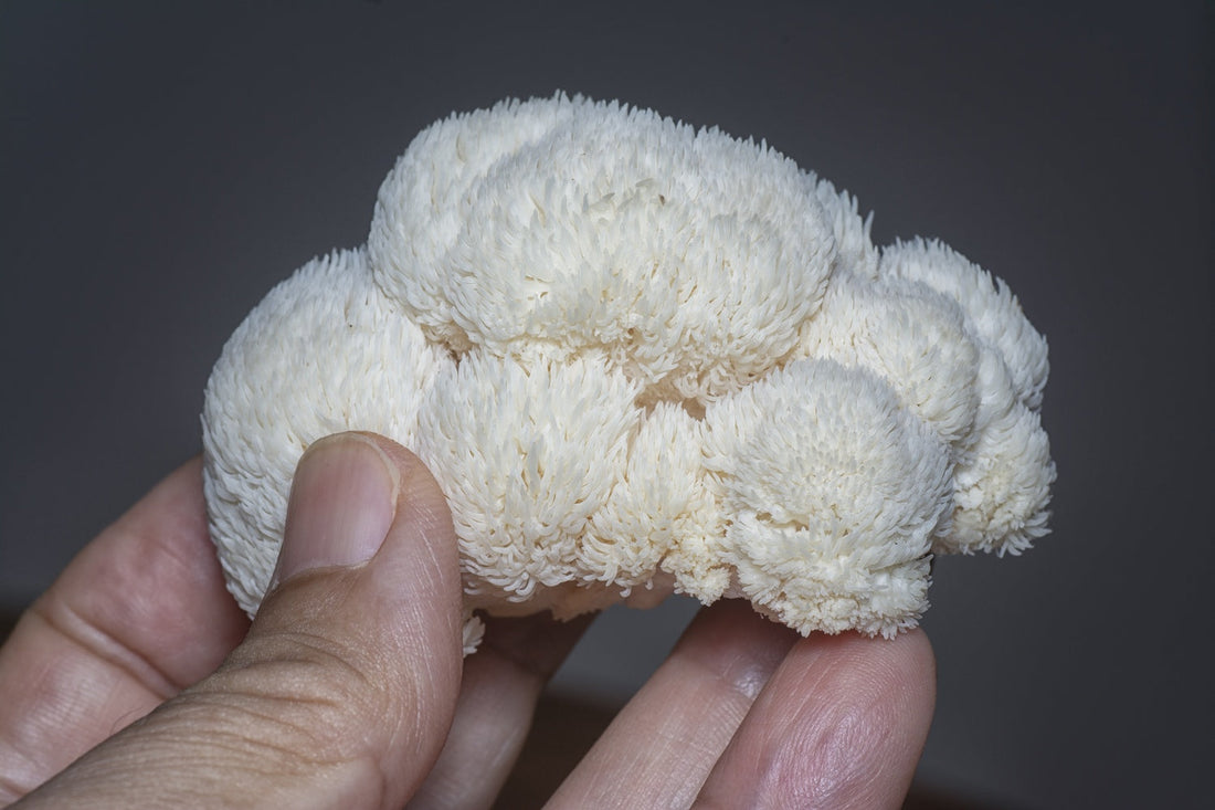 How Can You Turn Lion’s Mane Mushroom into Delicious Meals, Teas, or Supplements That Truly Boost Brain Power and Wellness?