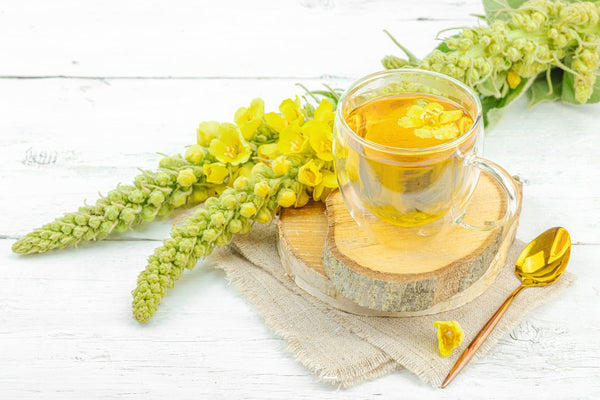 Beyond Breathing: The Modern Wellness Benefits of Mullein You Probably Didn’t Know