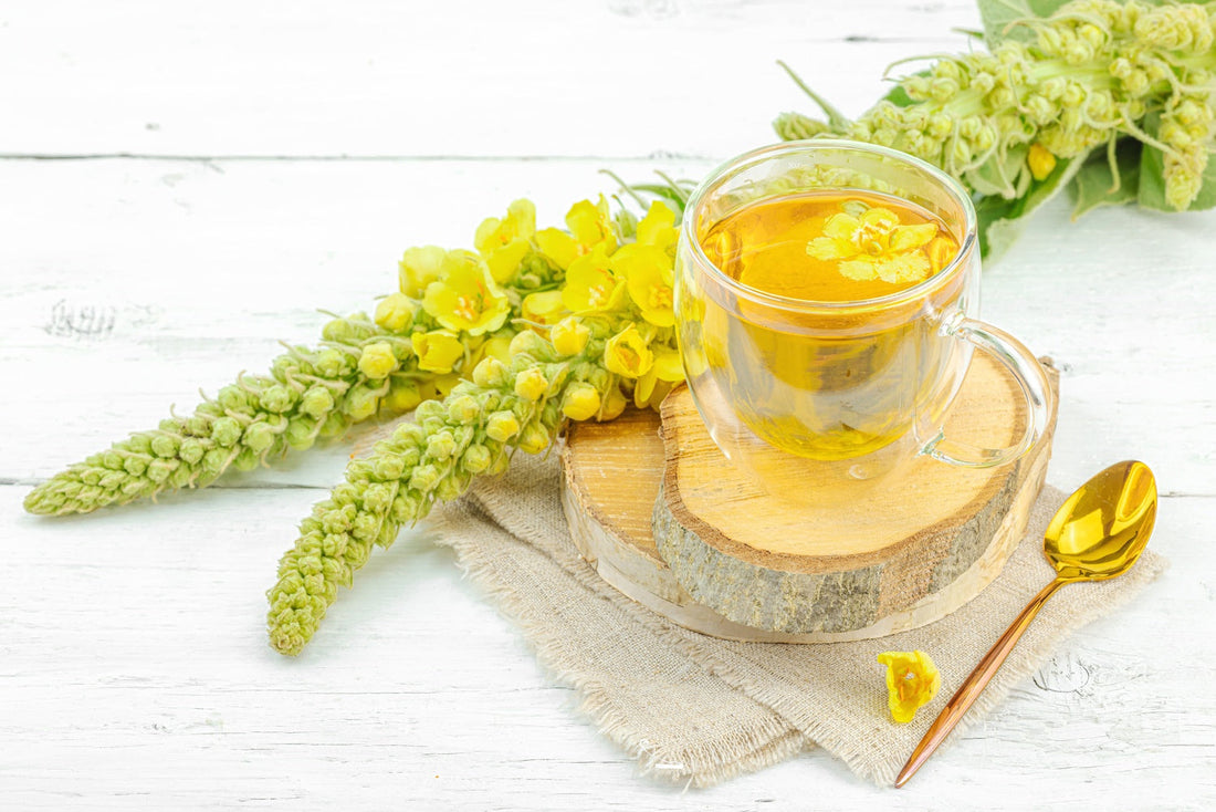 Beyond Breathing: The Modern Wellness Benefits of Mullein You Probably Didn’t Know