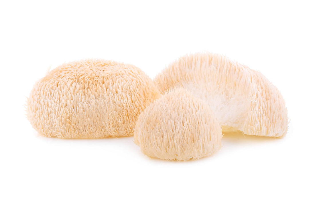 Is Lion’s Mane an Effective Natural Supplement to Enhance Learning, Memory Retention, and Focus?