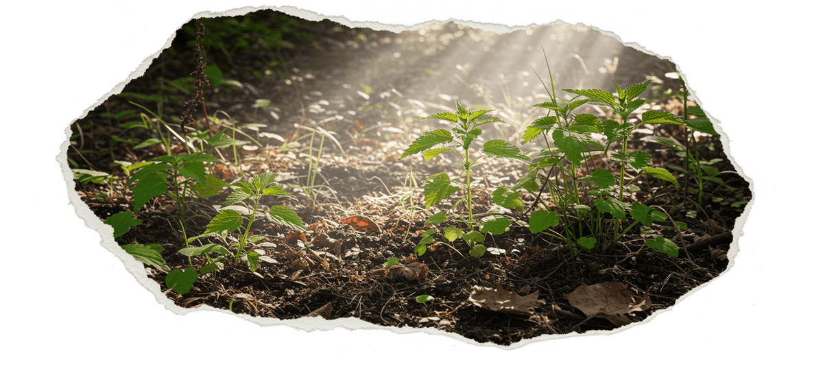 Natural supplements and herbs